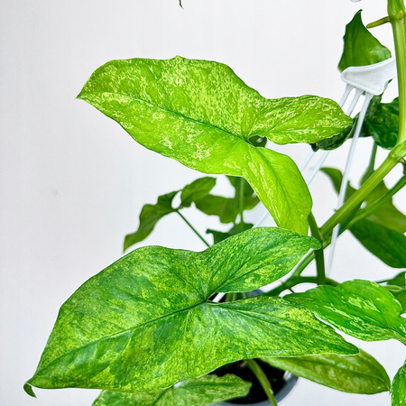 Syngonium Mottled Mojito Zroślicha P15 wisząca