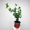 Ficus Benjamina Barok Figowiec Fikus P9