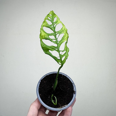 Monstera obliqua Peru P9