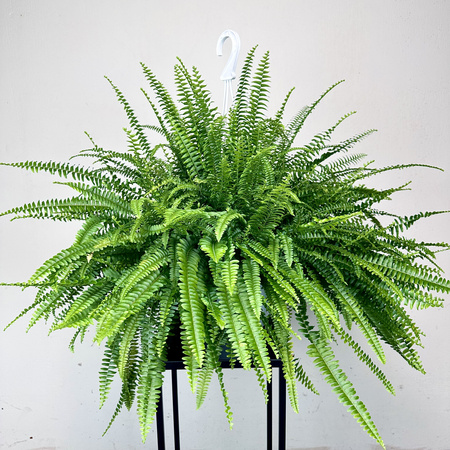 Paproć Green Lady Nephrolepis exaltata P22 wisząca