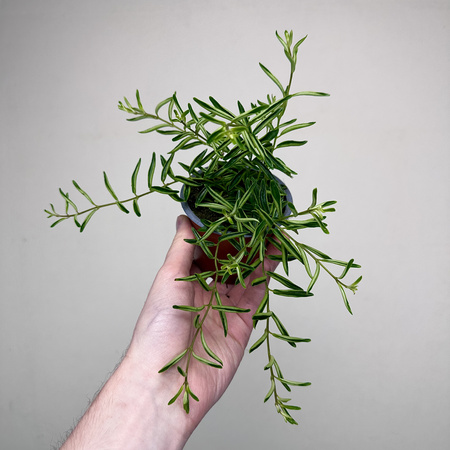 Aeschynanthus Green Star Eszynanthus P9