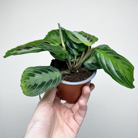 Maranta Black P9