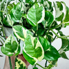 Epipremnum N'Joy P19 wisząca