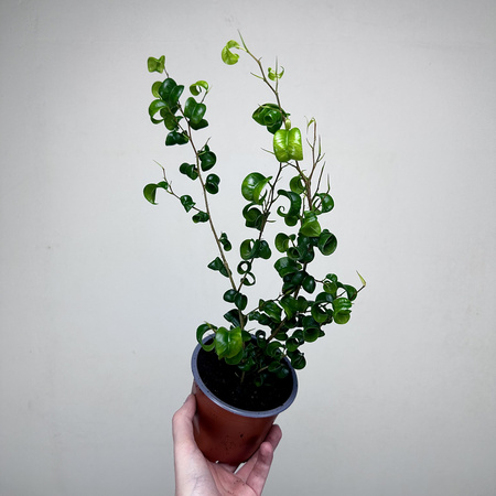 Ficus Benjamina Barok Figowiec Fikus P12