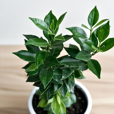 Pomarańcza Chinotto Citrus Myrtifolia P11