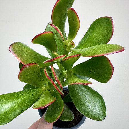 Crassula ovata Sunset Grubosz Drzewko Szczęścia P9