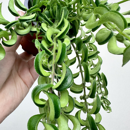 Aeschynanthus Twister Eszynanthus P9