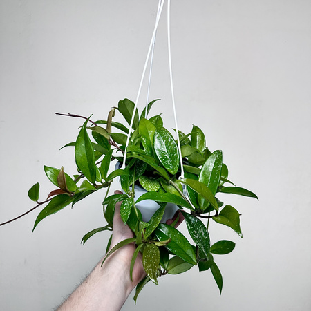 Hoya Hoja w doniczce wiszącej