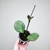 Hoya Obovata Splash Hoja