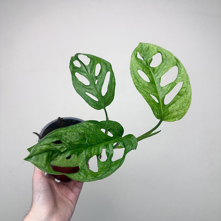 Monstera adansonii Mint P12