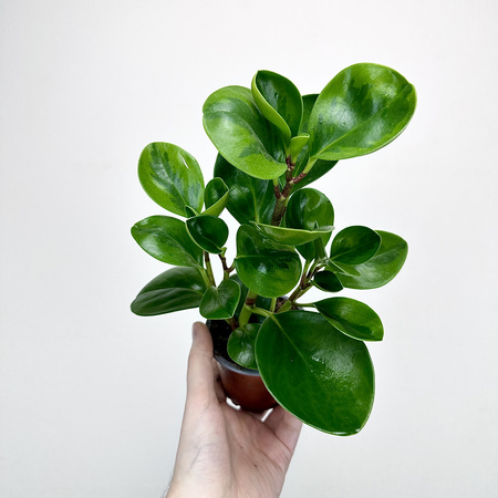 Peperomia obtusifolia Lemon Lime Peperomia tępolistna