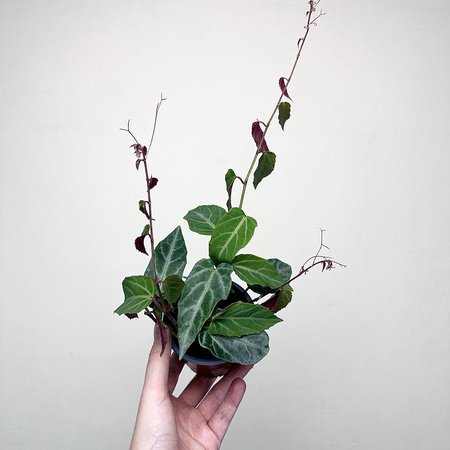 Parthenocissus Amazonica Jungle Vine Cissus P9
