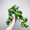 Epipremnum pinnatum Global Green P17 wisząca