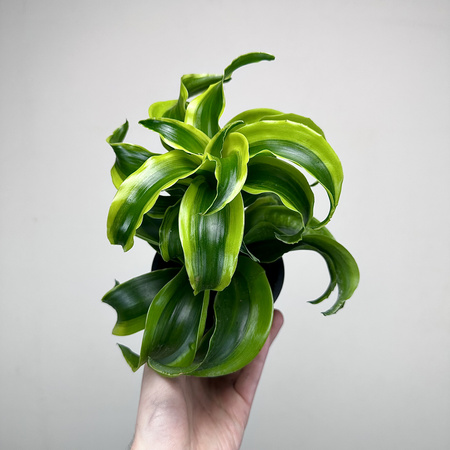 Dracaena fragrans Tornado Dracena P11