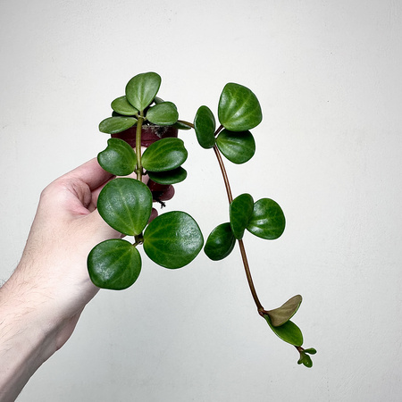Peperomia tetraphylla Hope P6
