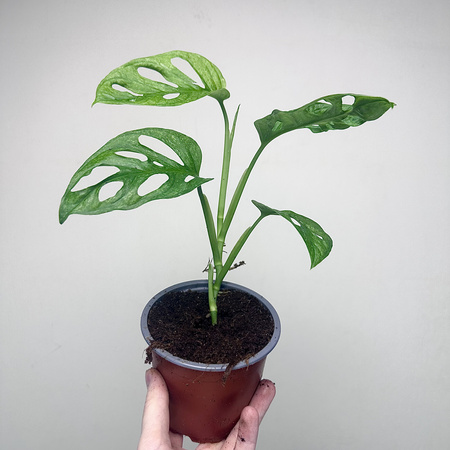 Monstera adansonii Mint P12