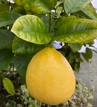 Cytryna Skierniewicka Cytrus P9