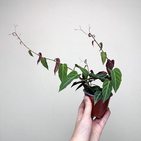 Parthenocissus Amazonica Jungle Vine Cissus P9