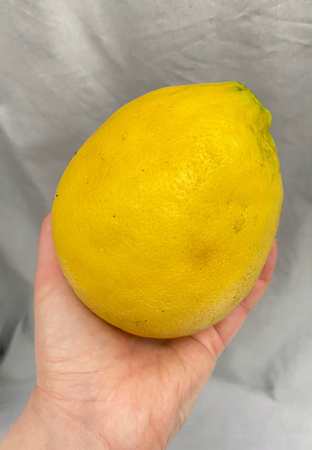 Cytryna Skierniewicka Cytrus z owocem