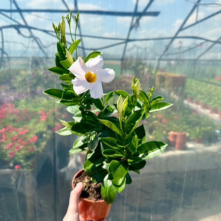 Mandevilla Sundaville Dipladenia White