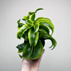 Dracaena fragrans Tornado Dracena P11