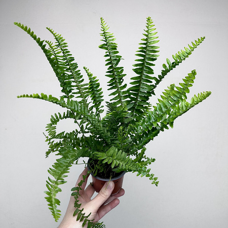 Paproć Cordata Nephrolepis exaltata P9