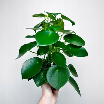 Peperomia polybotrya Raindrop P12