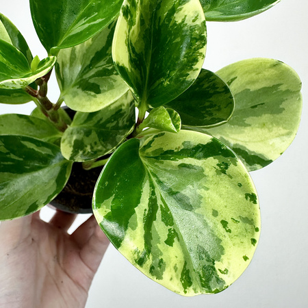 Peperomia obtusifolia Marble Variegata