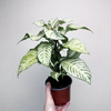 Aphelandra squarrosa White Wash Afelandra P12