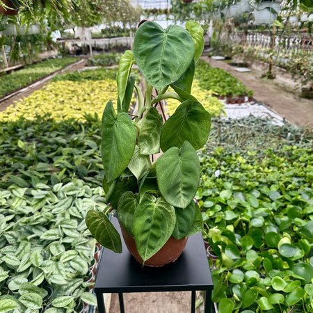 Syngonium Ice Frost Zroślicha P19 wisząca