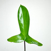 Philodendron Florida Beauty Green Filodendron