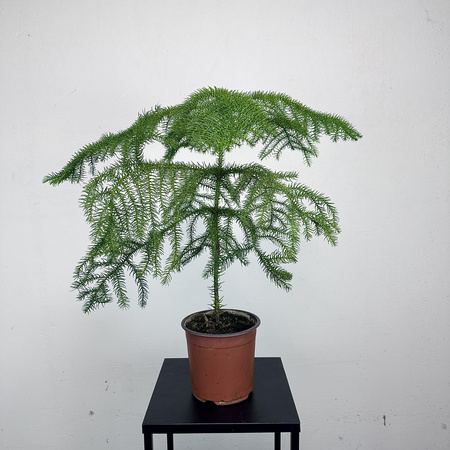 Araukaria Araucaria P14