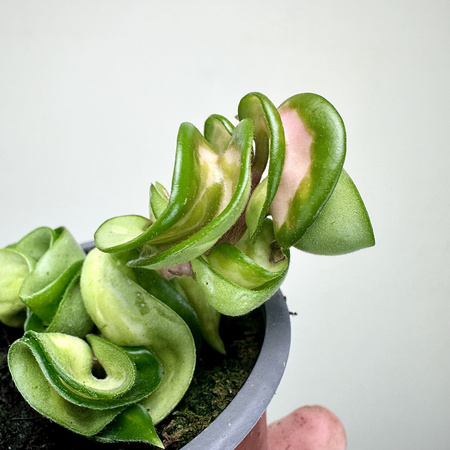 Hoya carnosa compacta Mauna Loa Hoja P9