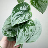 Scindapsus pictus Silver Ann Scindapsus pstry P9