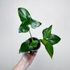 Philodendron Fun Bun Filodendron P11