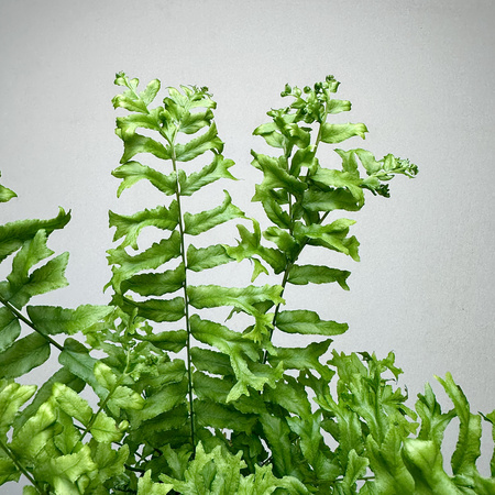 Paproć Nephrolepis biserrata Fishtail P9