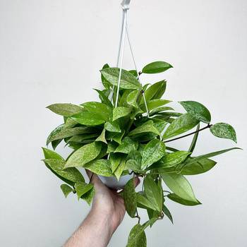 Hoya pubicalyx Splash Hoja P19 wisząca