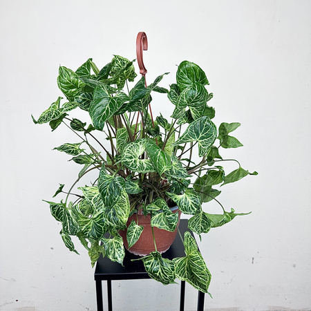 Syngonium Batik Zroślicha P19 wisząca