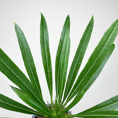 Pachypodium lamerei palma Madagaskaru P9