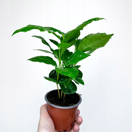 Coffea Arabica Nana Kawa karłowata arabska P9