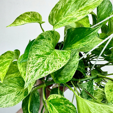 Epipremnum aureum Marble Queen P15 wisząca