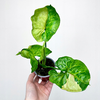 Syngonium T24 Zroślicha P9