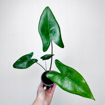 Alocasia Zebrina Alokazja pasiasta