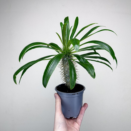 Pachypodium lamerei palma Madagaskaru P11