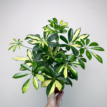 Schefflera Gerda Szeflera P13