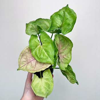 Syngonium Dang Rasamee Tong Zroślicha P9