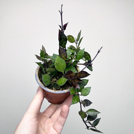 Hoya krohniana Black Leaves Hoja P9