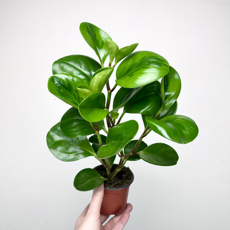 Peperomia obtusifolia Lemon Lime Peperomia tępolistna P9