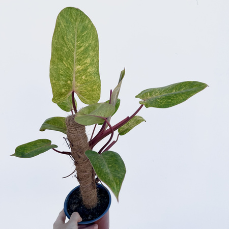 Philodendron Painted Lady Filodendron P14 na paliku