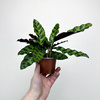 Calathea lancifolia Kalatea lancetolistna P9